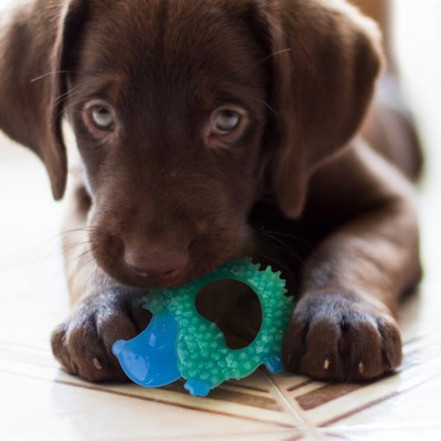 Petstages игрушка для собак Mini "ОРКА ёжик" 12 см.