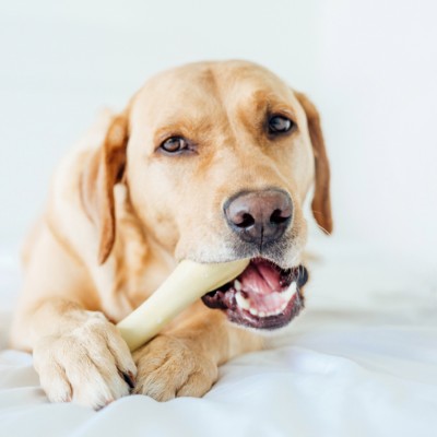 Petstages игрушка для собак Chick-A-Bone косточка с ароматом курицы 18 см. большая