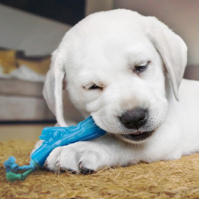 Petstages игрушка для собак Mini "ОРКА прутик" 12 см.