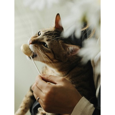 Ranova Лакомство для кошек CN сублимированное на палочке с черникой 1,4 г х 10 шт