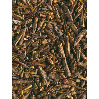 Tetra Repto Delica Grasshoppers лакомство для водных черепах (кузнечики) 250 мл