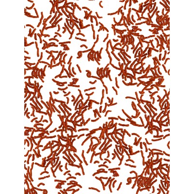 Tetra Betta Larva Sticks корм в форме мотыля для петушков и других лабиринтовых рыб  5 г 