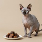 Лакомства для кошек