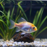 Корм для рыб