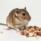 Корм для грызунов