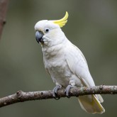 Корм для попугаев