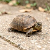 Корм для черепах