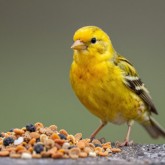 Корм для птиц